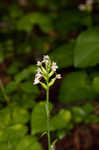 Small green wood orchid